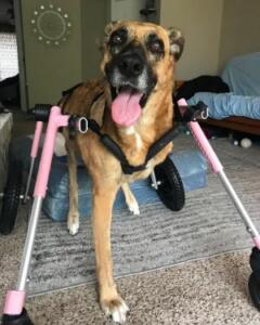 Front Dog Amputee Wheelchair