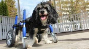 Grooming Dog Wheelchair