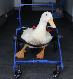 Beatrice the Peking Duck Wheelchair