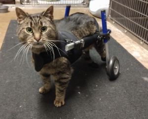 Wheelchair for disabled cats