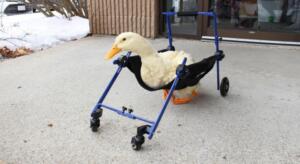 Walkin' Wheels Duck Wheelchair