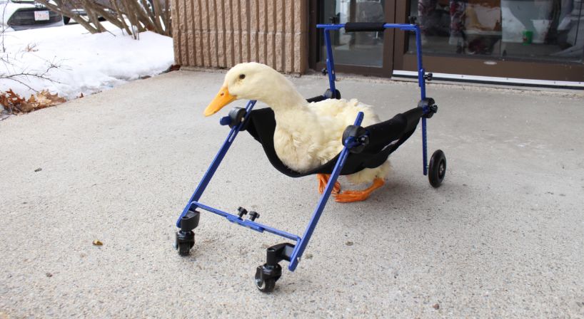 Walkin' Wheels Duck Wheelchair