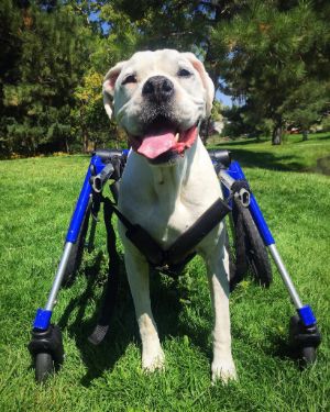 four wheel quad dog wheelchair