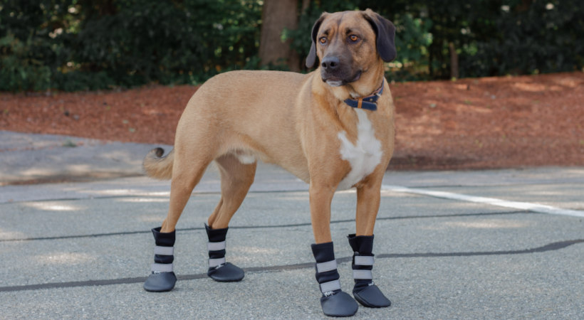 dog boots for disabled pets