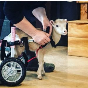 Ruby the Goat Gets her Wheels