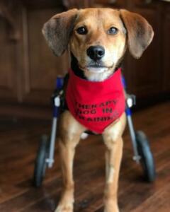 Boone_ Small Dog Wheelchair