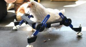 walkin' pets chicken wheelchair