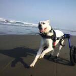 Dog Wheelchair Running