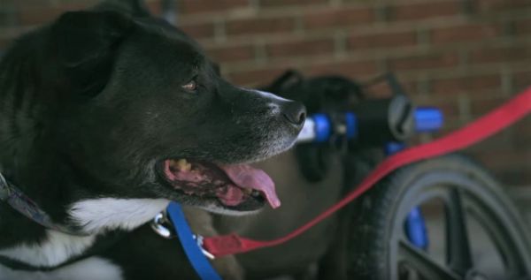 dog wheelchair for paralyzed dog