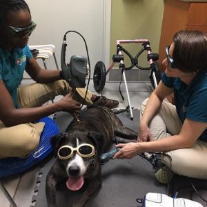 Faith from Canine Rehab receives laser therapy for pain