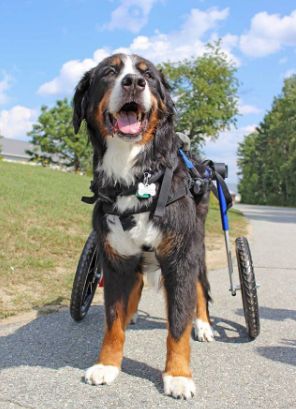 dog wheelchair for disabled bernese mountain dog