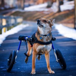 Omid Dog Wheelchair