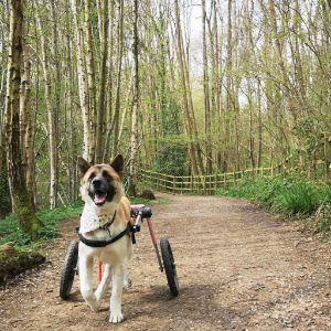 Large dog in dog wheelchair on hike