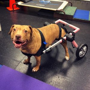 Dog wheelchair for dog rehabilitation therapy