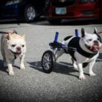 Boston Terrier Wheelchair