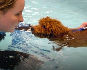 Hydrotherapy Canine Rehab