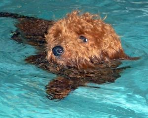Swimming_Therapy_Dogs