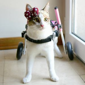 Cat Wheelchair Danette