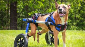 Hip Dysplasia Wheelchair