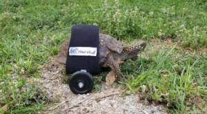 Turtle Wheelchair
