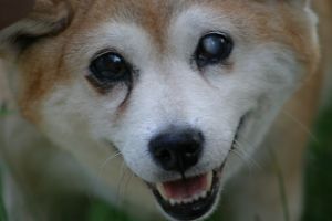 Cuidar de um cão cego