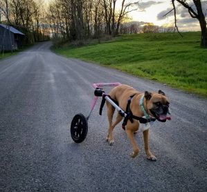 Running Boxer Wheelchair