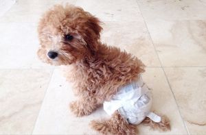 Diapers for Dogs