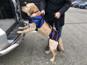 lift senior dog into car