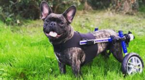 French bulldog wheelchair harness