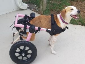 Rescue dog Frida get new wheelchair