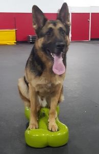 Rehab Therapy for German Shepherd