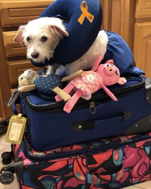 Small Drag Bag Pup Maia Traveling