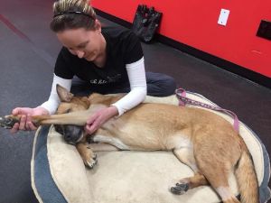 Renee Canine Massage
