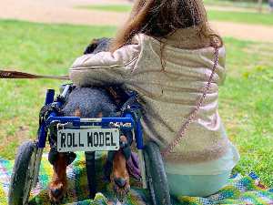 Dog Roll Model