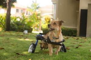 Wheelchair Dog takes Vacation