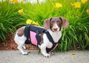 Dachshund Back Brace for spinal pain in dogs