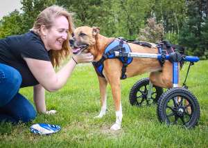 boxer wheelchair for hip dysplasia