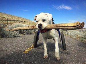 Wheelchair dog carries big stick
