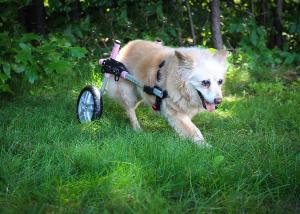 Small Mixed Breed Wheelchair for Molly