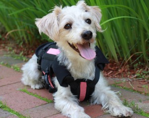 Dog back brace supports spine and alleviate back pain. 