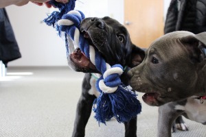 Puppies play with rope toy