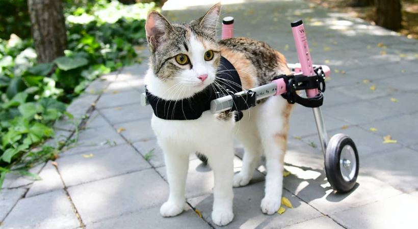 Danette Cat Wheelchair