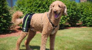 Labradoodle with Hip Problems