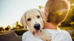 Golden Retriever puppy with boy