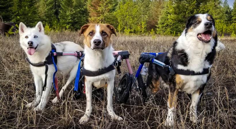 Three Wheelchair Dogs In the field