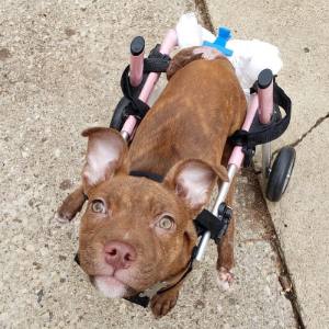 Pit Bull Puppy Wheelchair