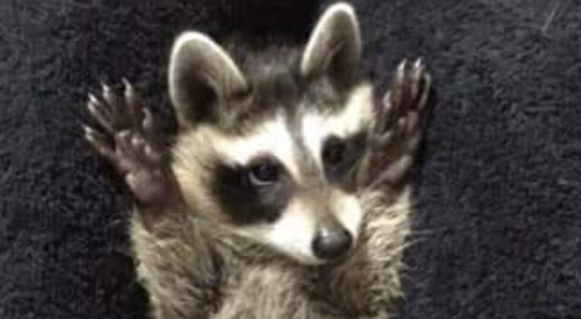 disabled baby raccoon