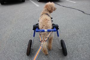 Wheelchair Leash for Walkin' Wheels