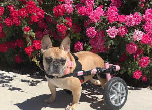 disabled french bulldog wheelchair