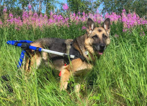 disabled german shepherd mobility cart in a field of tall grass and flowers